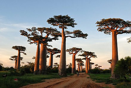 马达加斯加签证须知